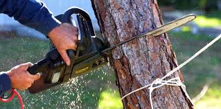 Best Emergency Tree Removal  in Wantagh, NY
