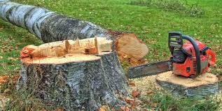 Best Tree Cabling and Bracing  in Wantagh, NY