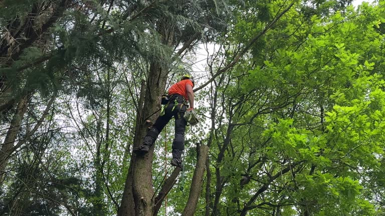 Best Weed Control  in Wantagh, NY