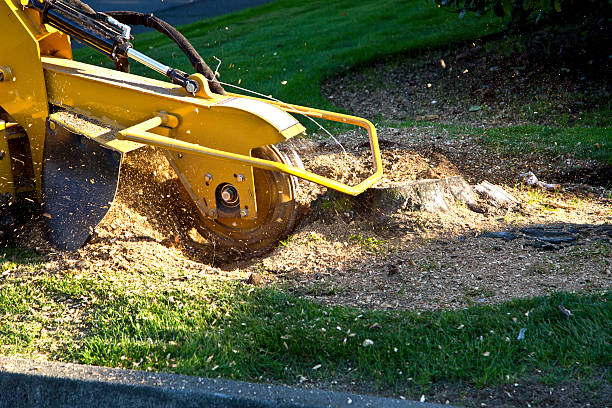 Best Lot and Land Clearing  in Wantagh, NY