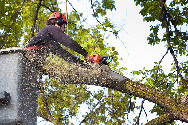 Professional Tree Removal in Wantagh, NY